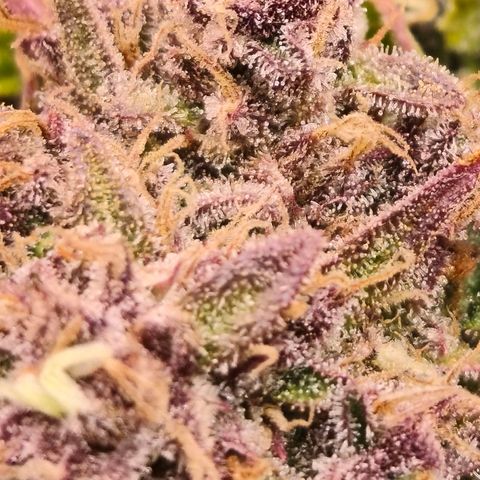 Lemon Cherry Cookies growlog timeline photo