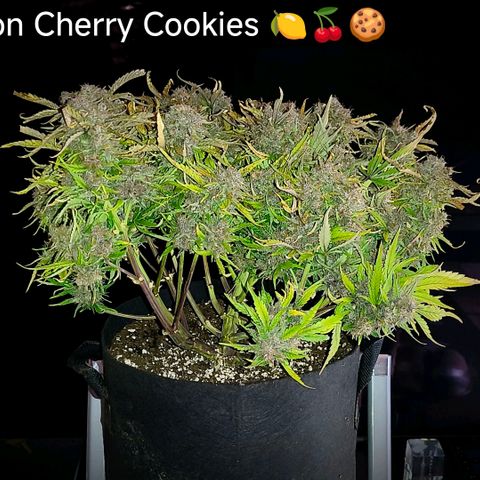 Lemon Cherry Cookies growlog timeline photo