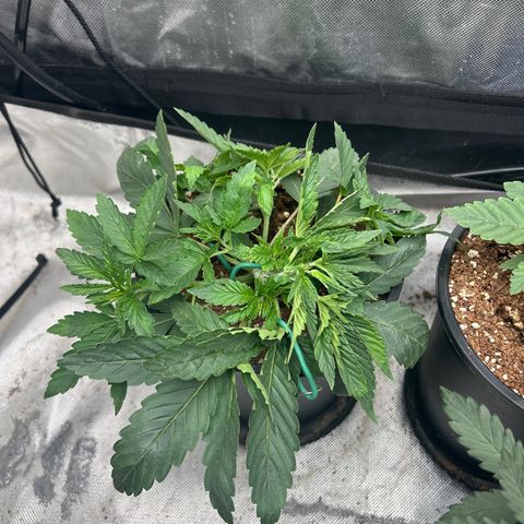 Runtz Muffin growlog timeline photo