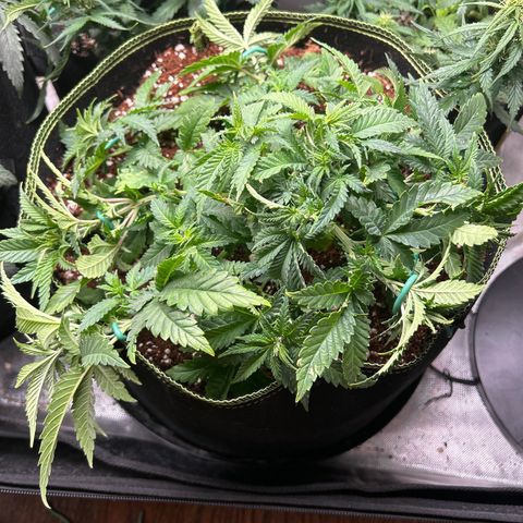 Bubba Kush growlog timeline photo