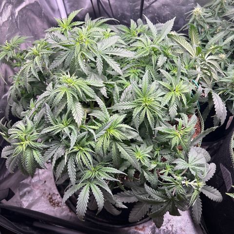 Runtz Muffin growlog timeline photo