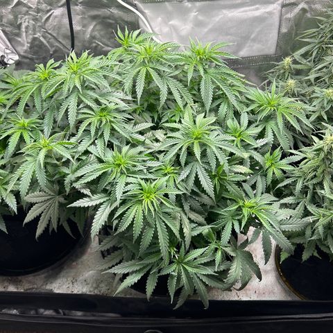 Runtz Muffin growlog timeline photo