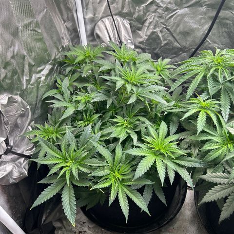 Bubba Kush growlog timeline photo