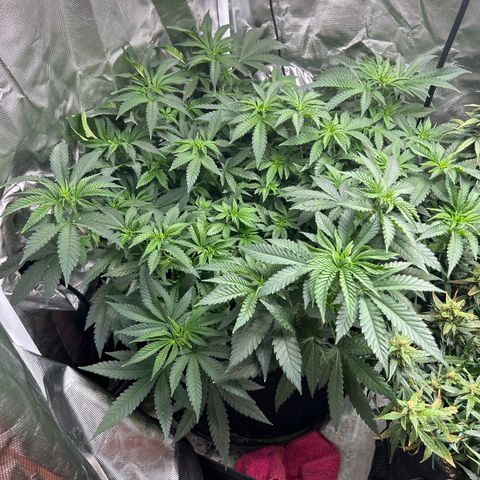 Bubba Kush growlog timeline photo