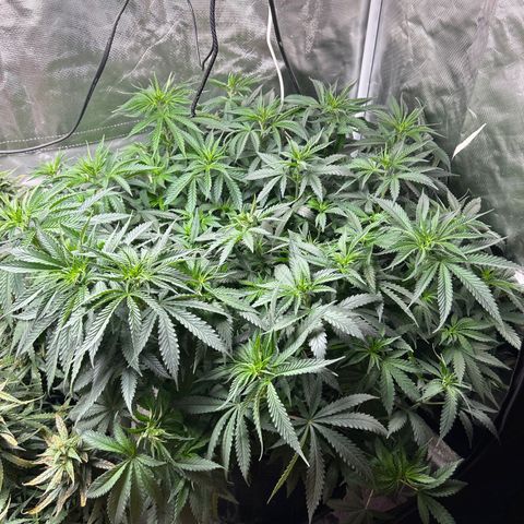 Runtz Muffin growlog timeline photo