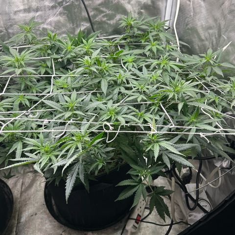 Bubba Kush growlog timeline photo