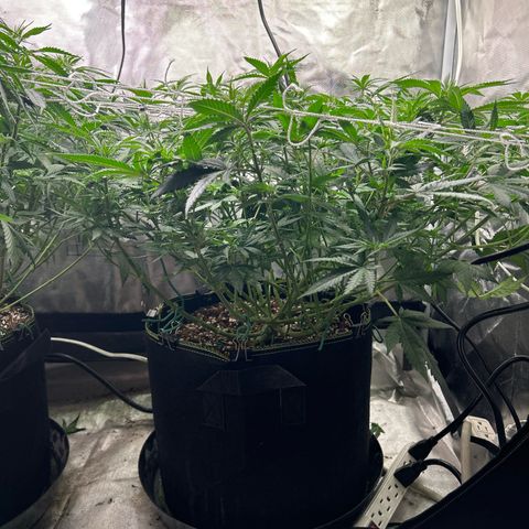 Bubba Kush growlog timeline photo