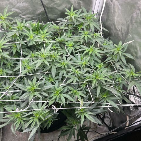 Bubba Kush growlog timeline photo