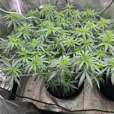 Runtz Muffin growlog timeline photo