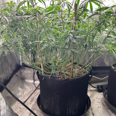 Runtz Muffin growlog timeline photo