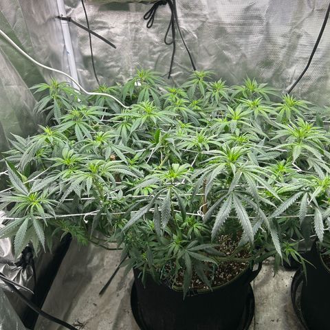 Runtz Muffin growlog timeline photo