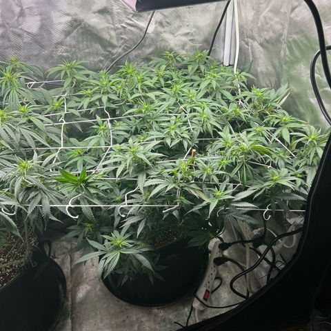 Bubba Kush growlog timeline photo