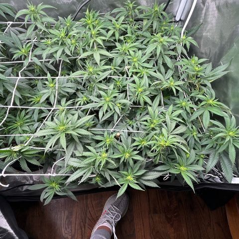 Bubba Kush growlog timeline photo