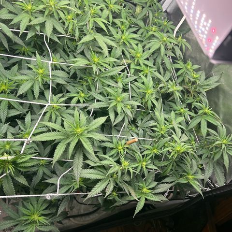 Bubba Kush growlog timeline photo