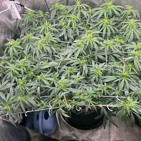 Runtz Muffin growlog timeline photo