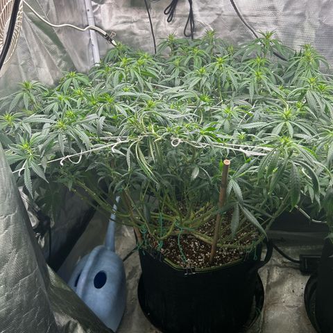 Runtz Muffin growlog timeline photo
