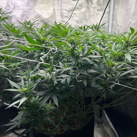 Bubba Kush growlog timeline photo