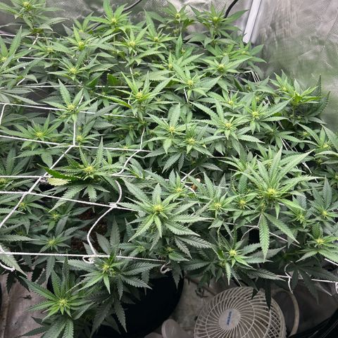 Bubba Kush growlog timeline photo