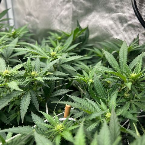 Bubba Kush growlog timeline photo