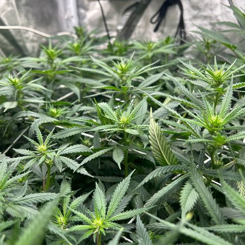 Runtz Muffin growlog timeline photo