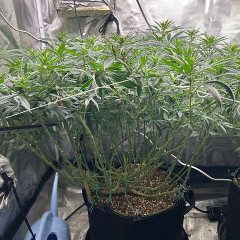 Runtz Muffin growlog timeline photo