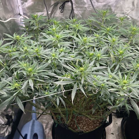 Runtz Muffin growlog timeline photo