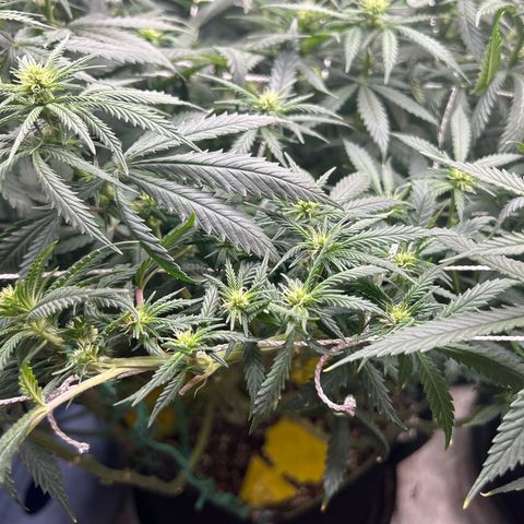 Runtz Muffin growlog timeline photo