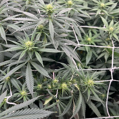 Runtz Muffin growlog timeline photo