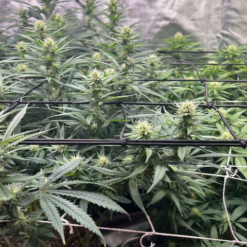 Runtz Muffin growlog timeline photo