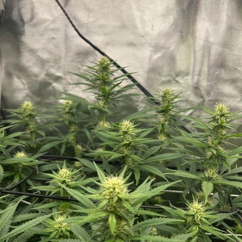 Runtz Muffin growlog timeline photo