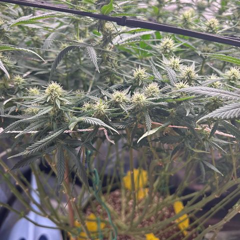 Runtz Muffin growlog timeline photo