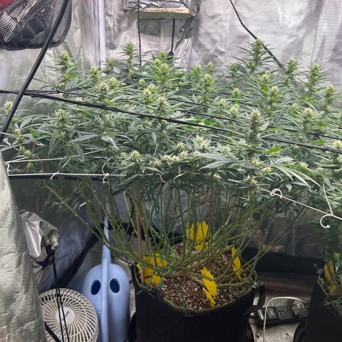 Runtz Muffin growlog timeline photo