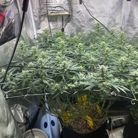 Runtz Muffin growlog timeline photo