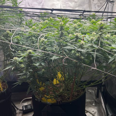 Bubba Kush growlog timeline photo