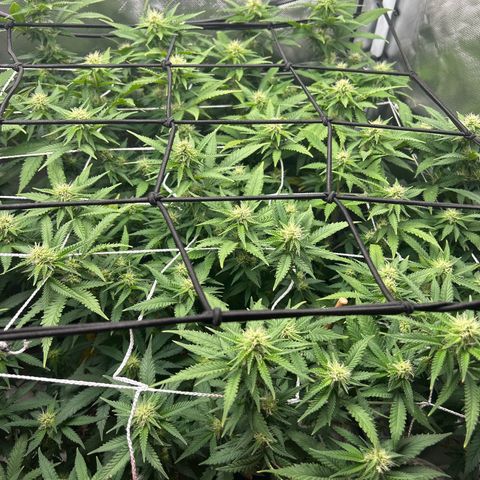 Bubba Kush growlog timeline photo