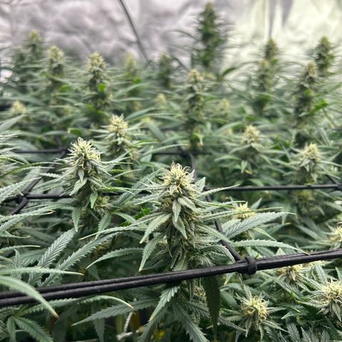 Runtz Muffin growlog timeline photo