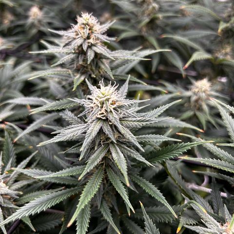 Runtz Muffin growlog timeline photo