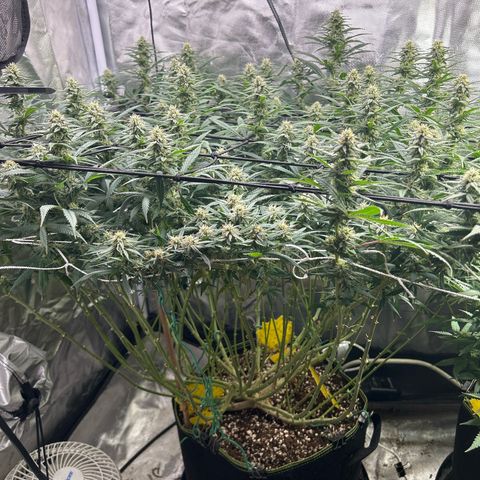 Runtz Muffin growlog timeline photo