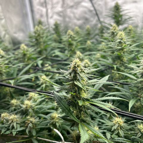 Runtz Muffin growlog timeline photo