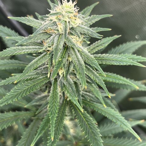 Runtz Muffin growlog timeline photo