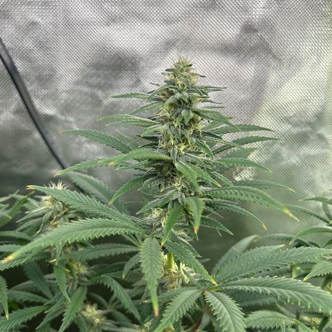 Runtz Muffin growlog timeline photo