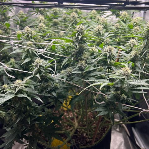 Bubba Kush growlog timeline photo