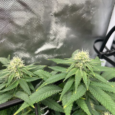 Bubba Kush growlog timeline photo
