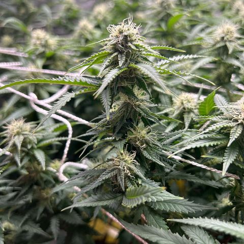 Bubba Kush growlog timeline photo