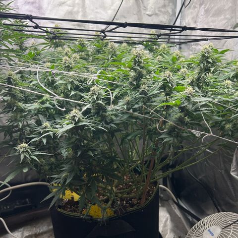 Bubba Kush growlog timeline photo