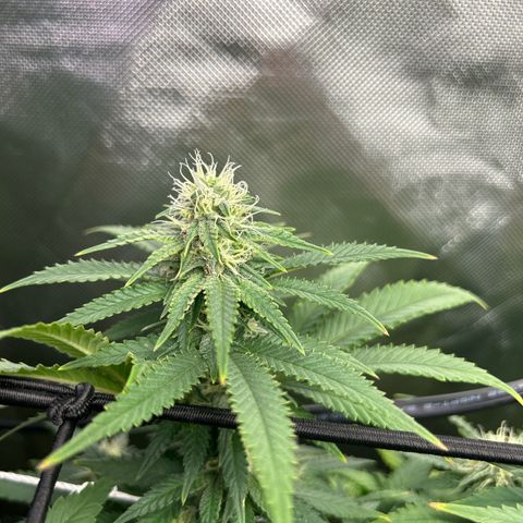 Bubba Kush growlog timeline photo