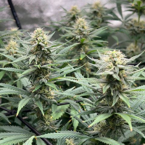 Runtz Muffin growlog photo: Testing Bud Backbuilding