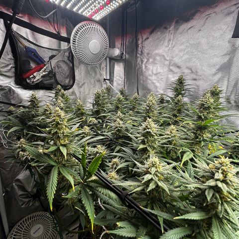 Runtz Muffin growlog timeline photo