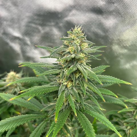 Runtz Muffin growlog timeline photo