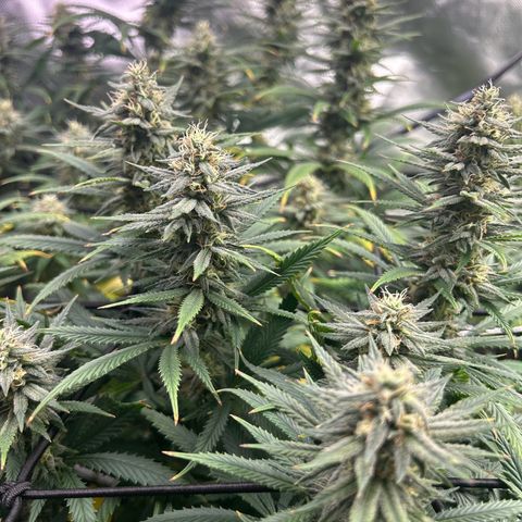Runtz Muffin growlog timeline photo
